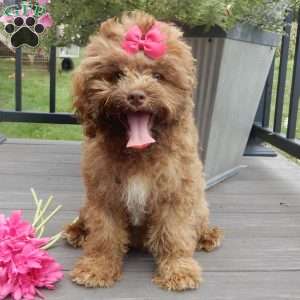 Brandy, Cockapoo Puppy